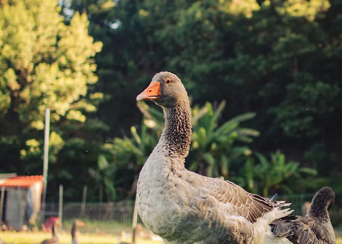 Arambha Ecovillage Camping Tabua (Madeira)