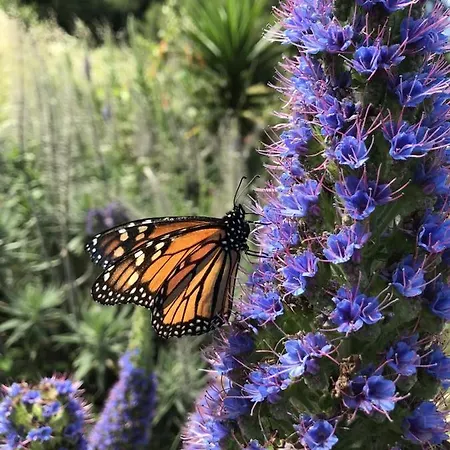 Arambha Ecovillage * Tabua (Madeira)