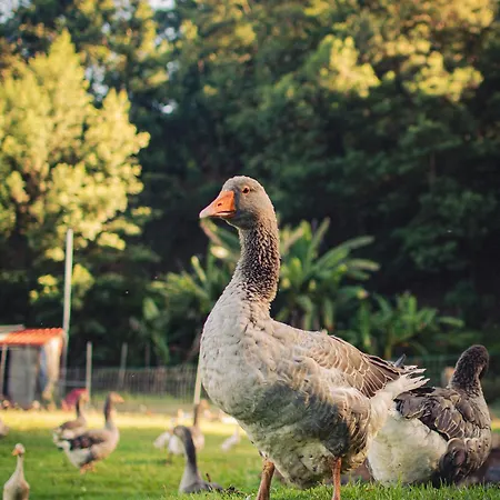 Arambha Ecovillage Kemping Tabua (Madeira)