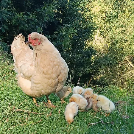 Arambha Ecovillage Tabua (Madeira)