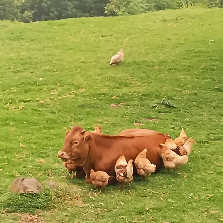 Arambha Ecovillage Κάμπινγκ