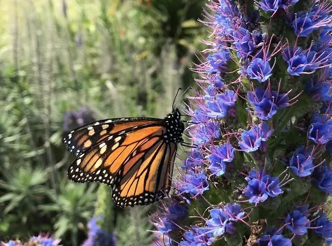 Arambha Ecovillage * Tabua (Madeira)