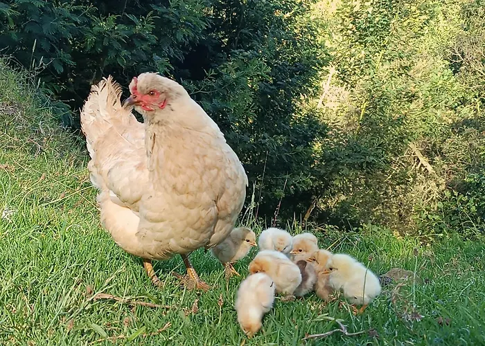 Arambha Ecovillage Tabua (Madeira)