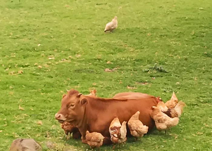 Arambha Ecovillage Campingplatz