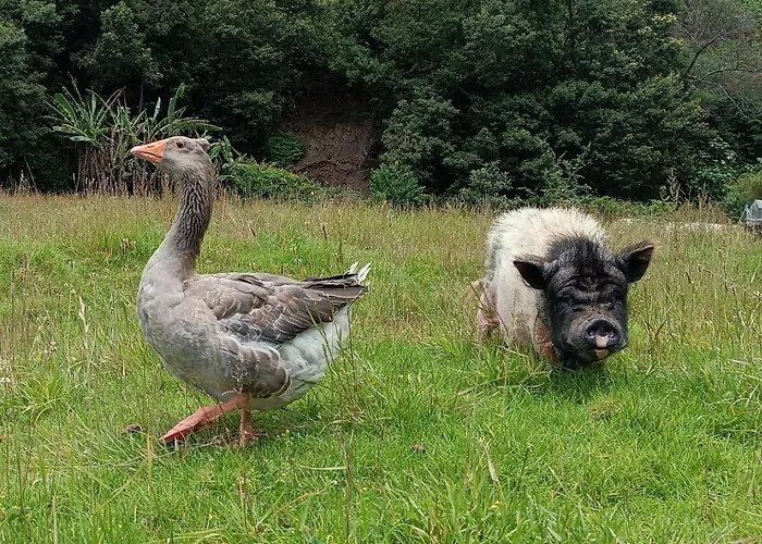 Camping Arambha Ecovillage *